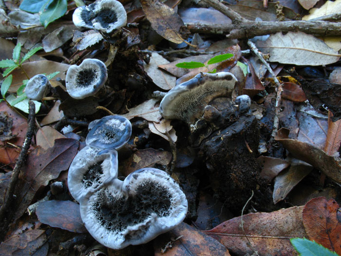 da determinare (Phellodon tomentosus)