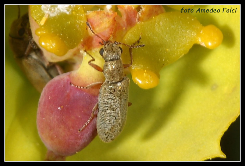 Danacea sp delle Madonie (PA)