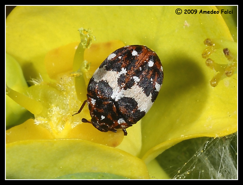 Dermestidae del genere Anthrenus da ID