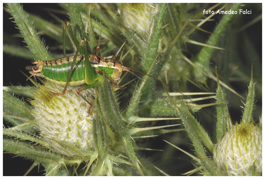 Metaplastes sp. maschio in Sila (CS).