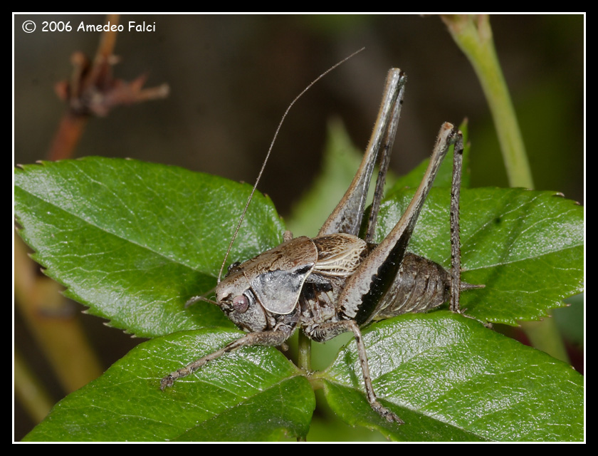 Pholidoptera griseoaptera