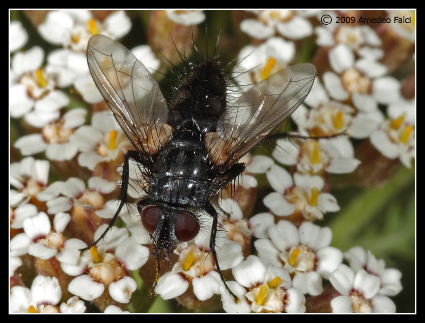 Dalla Sicilia Tachinidae del genere Exorista (?)