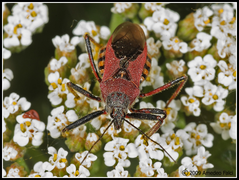 Reduviidae: Rhynocoris erythropus della Sicilia