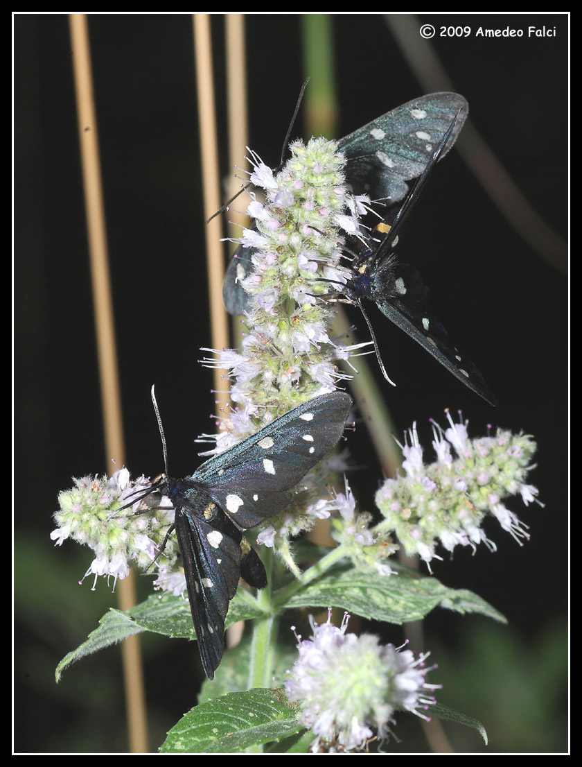 Amata ragazzii (Erebidae Arctiinae)