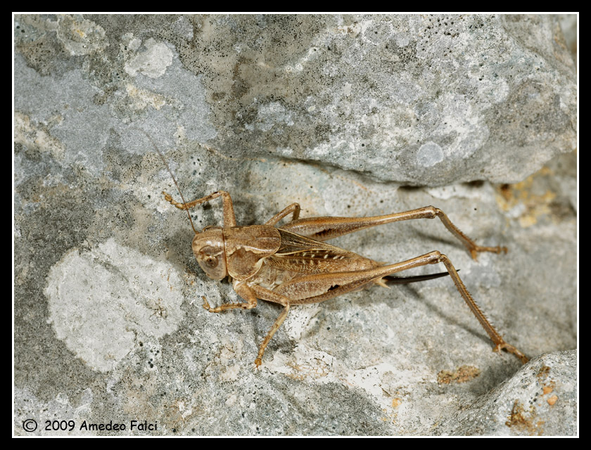 Dalla Sicilia Platycleis concii