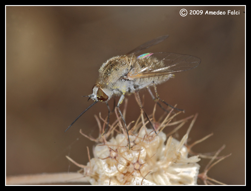 Bombyliidae del genere Geron da ID