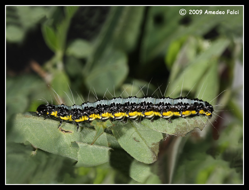 Bruco di Uresiphita sp. - Uresiphita gilvata