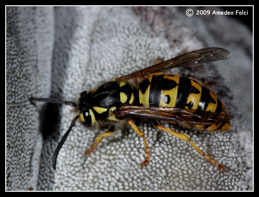 Vespula germanica (Vespidae)