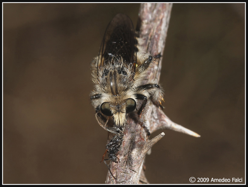 Dalla Sicilia: Pycnopogon sp. ( Asilidae)