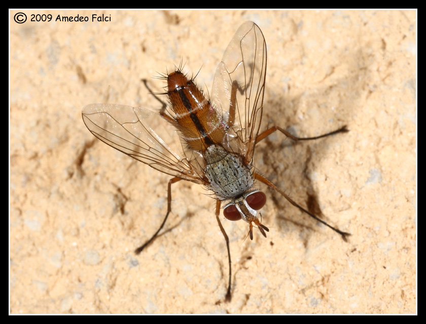 Fischeria bicolor (Tachinidae)