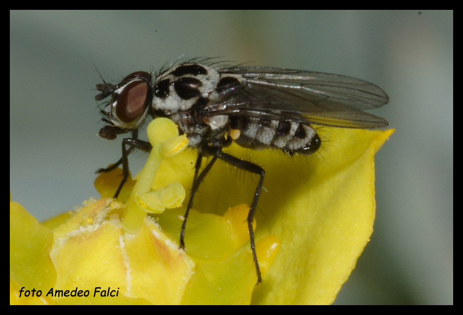 Anthomyia del gruppo pluvialis della Sicilia.