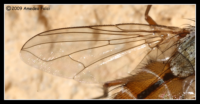 Fischeria bicolor (Tachinidae)
