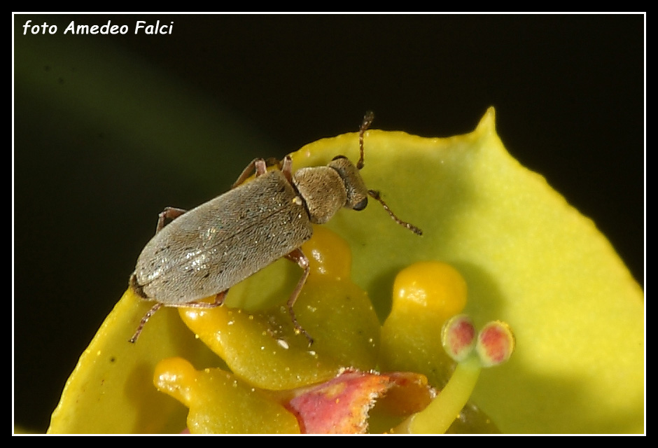 Danacea sp delle Madonie (PA)