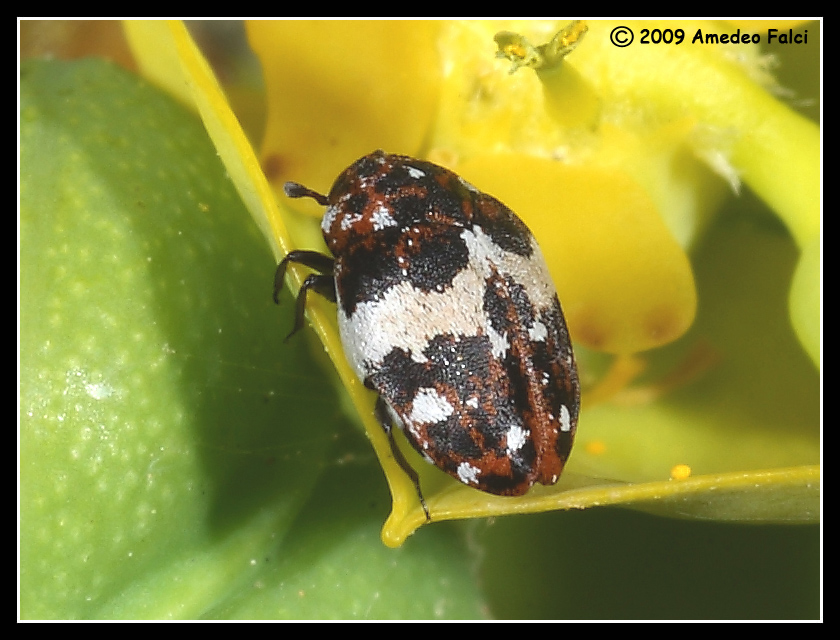 Dermestidae del genere Anthrenus da ID