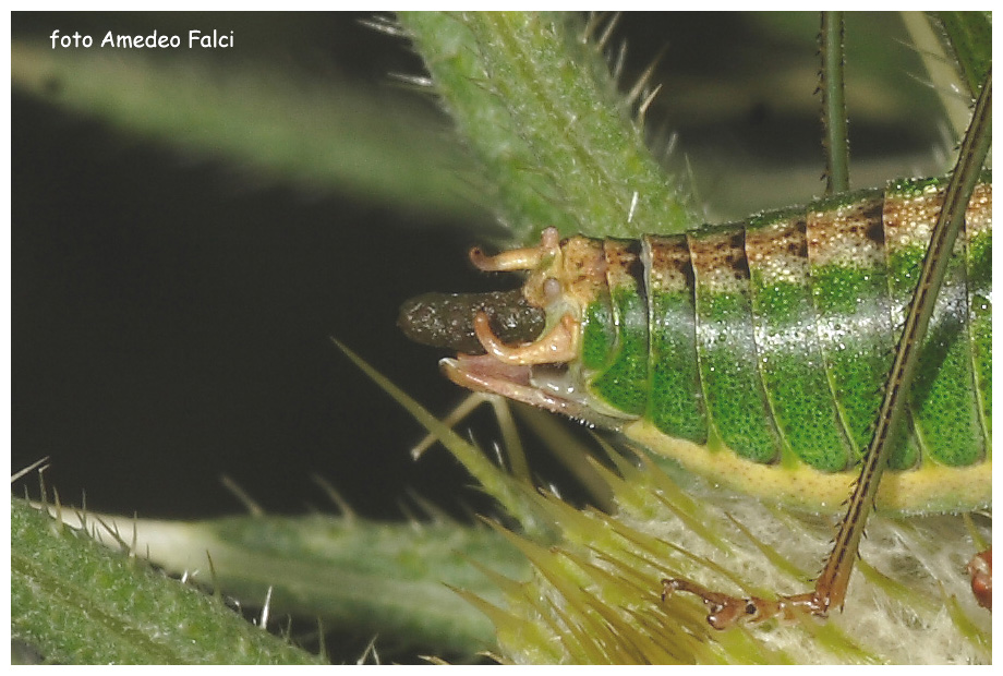 Metaplastes sp. maschio in Sila (CS).