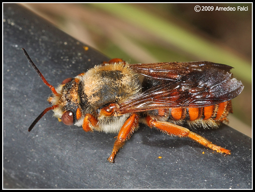 Rhodanthidium sticticum (Apidae Megachilinae)