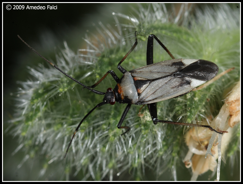 Forme di Calocoris nemoralis del Parco delle Madonie (PA)