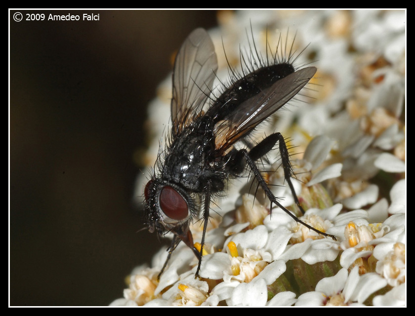 Dalla Sicilia Tachinidae del genere Exorista (?)