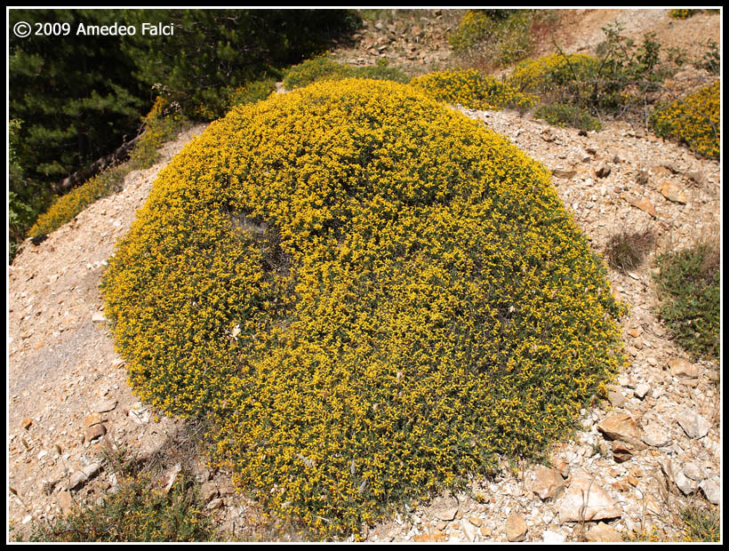 Genista cupanii / Ginestra di Cupani