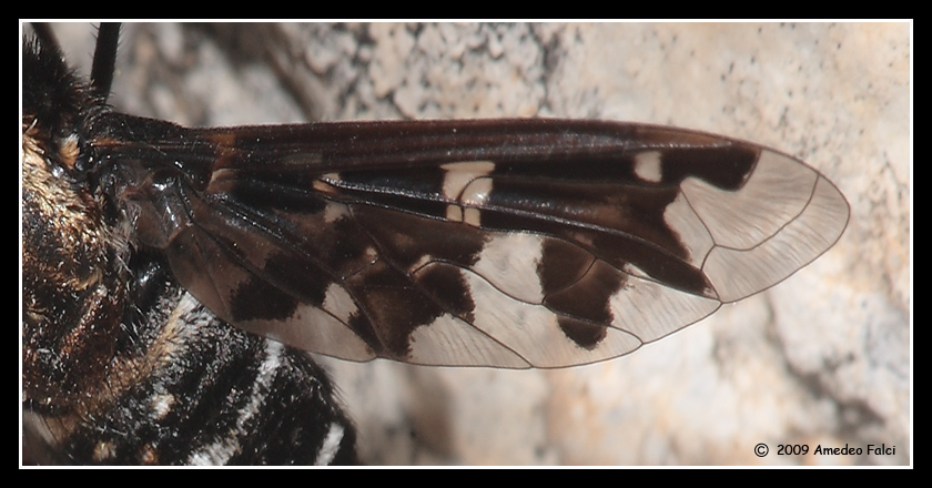 Exosoprosopa jacchus da confermare
