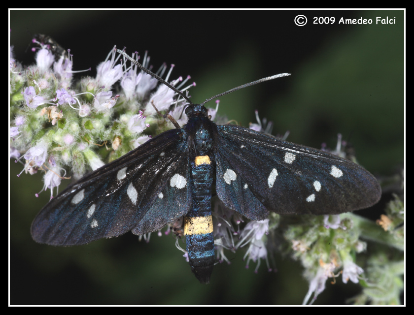 Amata ragazzii (Erebidae Arctiinae)