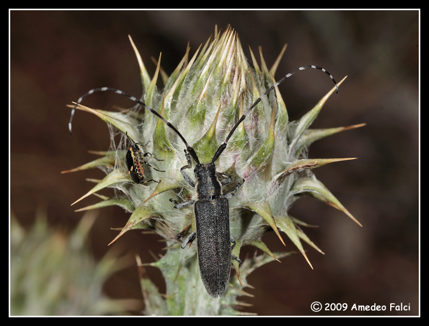 Agapanthia cynarae (Cerambycidae)