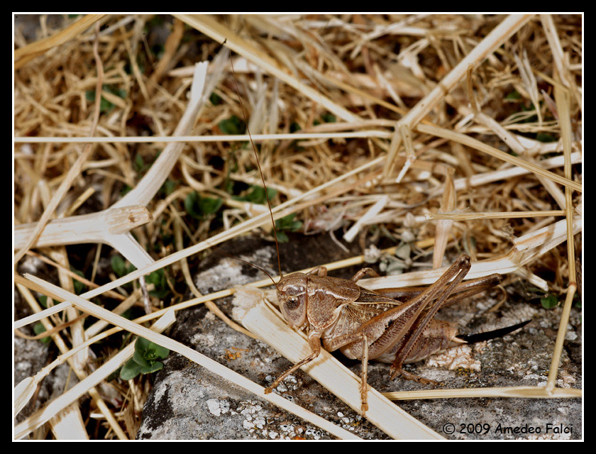 Dalla Sicilia Platycleis concii