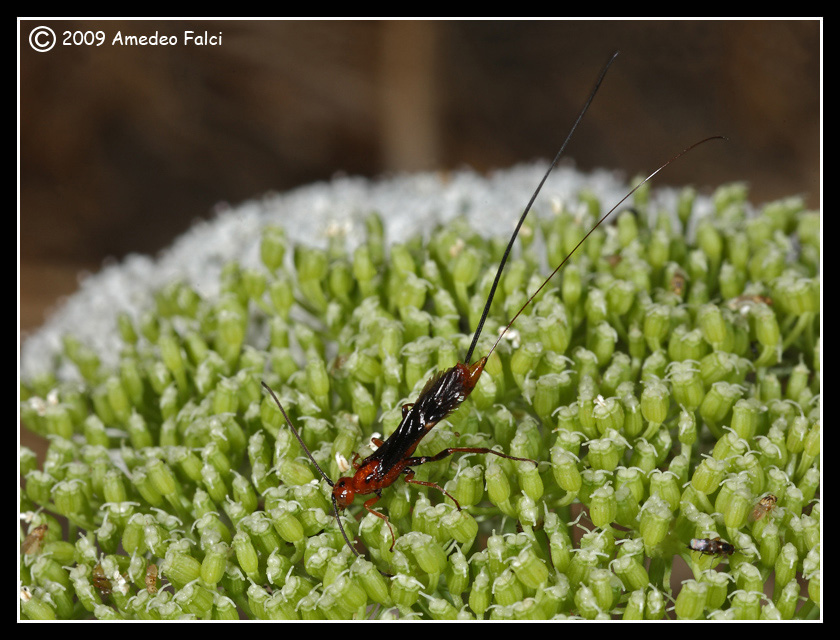 Braconidae rossastro con lungo ovopositore