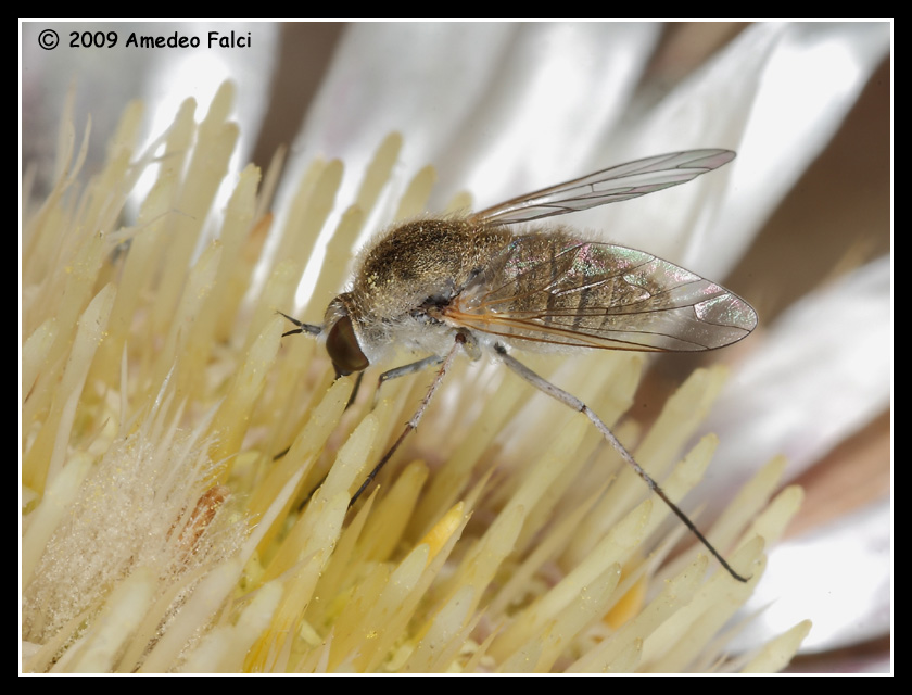 Bombyliidae del genere Geron da ID
