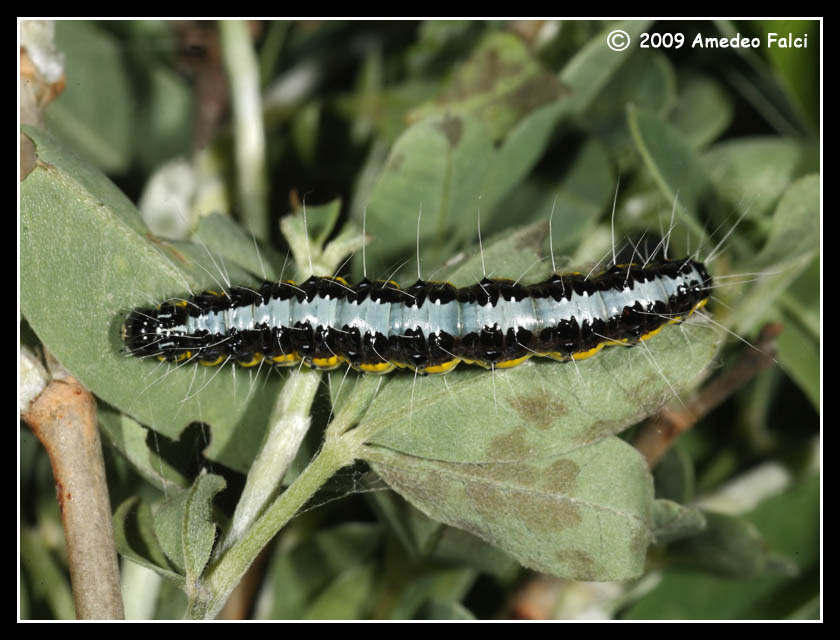 Bruco di Uresiphita sp. - Uresiphita gilvata