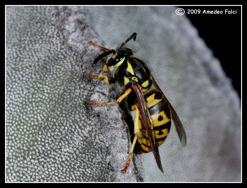 Vespula germanica (Vespidae)