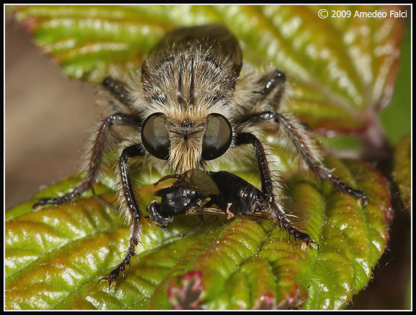 Dalla Sicilia: Pycnopogon sp. ( Asilidae)