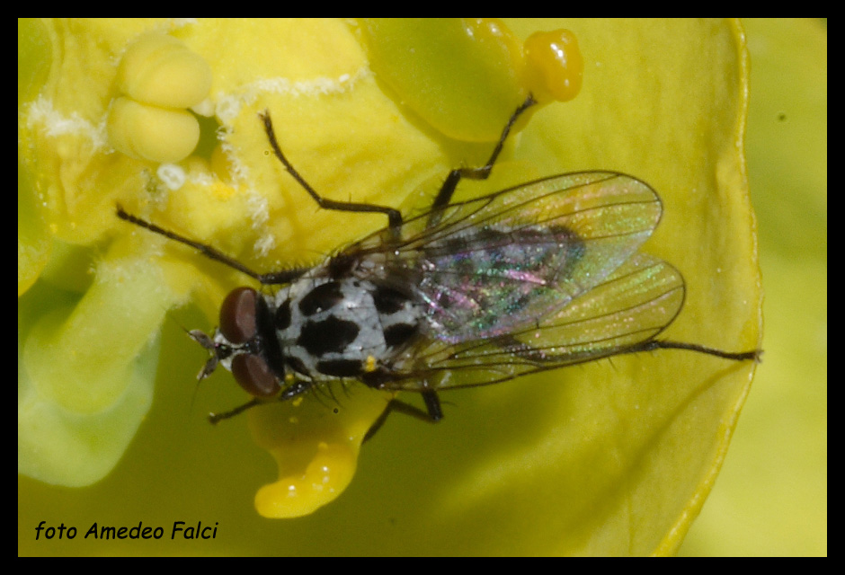 Anthomyia del gruppo pluvialis della Sicilia.