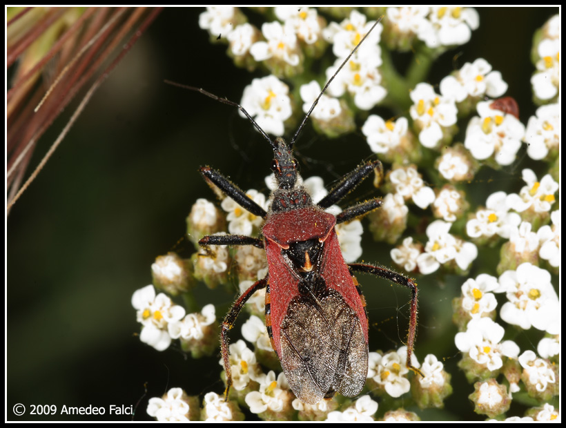 Reduviidae: Rhynocoris erythropus della Sicilia