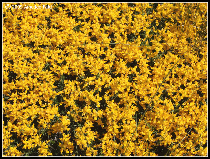 Genista cupanii / Ginestra di Cupani