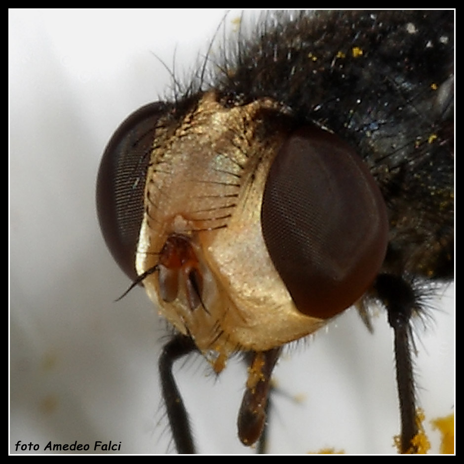 Sarcophagidae della sottofamiglia  Miltogramminae?