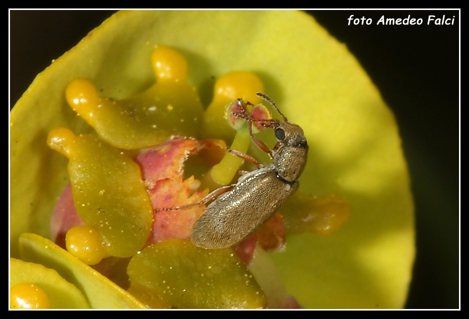 Danacea sp delle Madonie (PA)