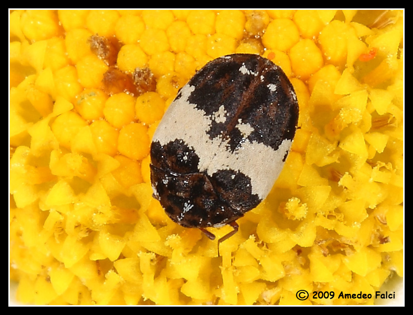 Dermestidae del genere Anthrenus da ID