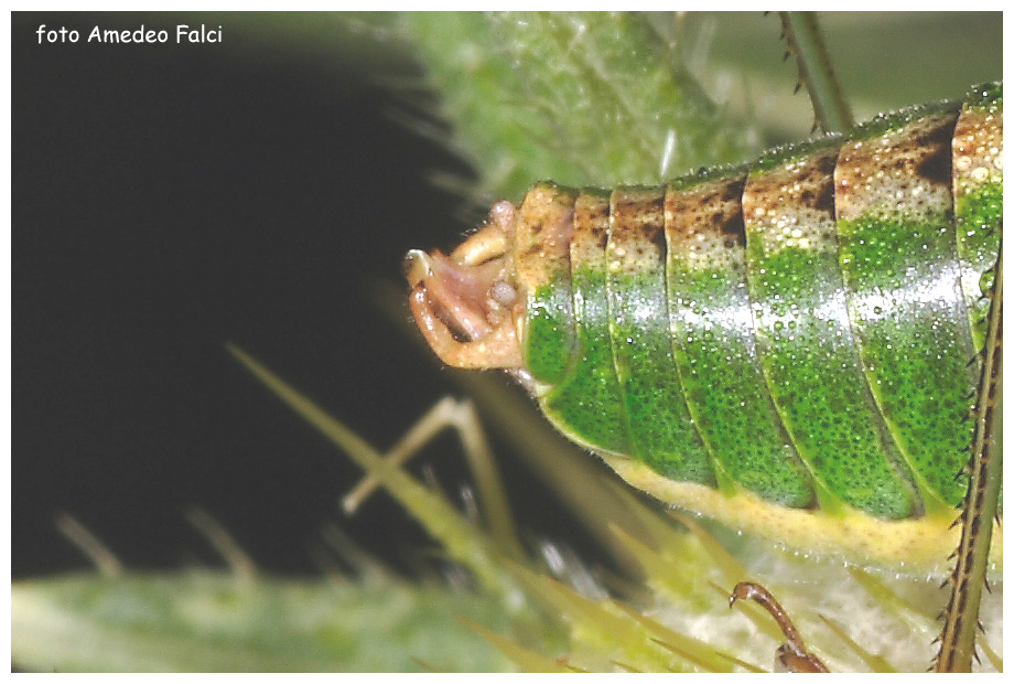 Metaplastes sp. maschio in Sila (CS).