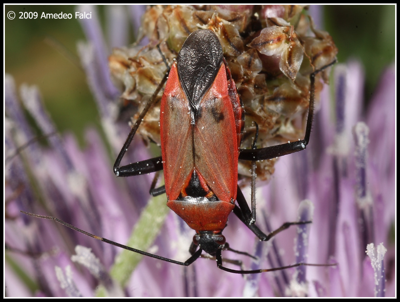 Forme di Calocoris nemoralis del Parco delle Madonie (PA)