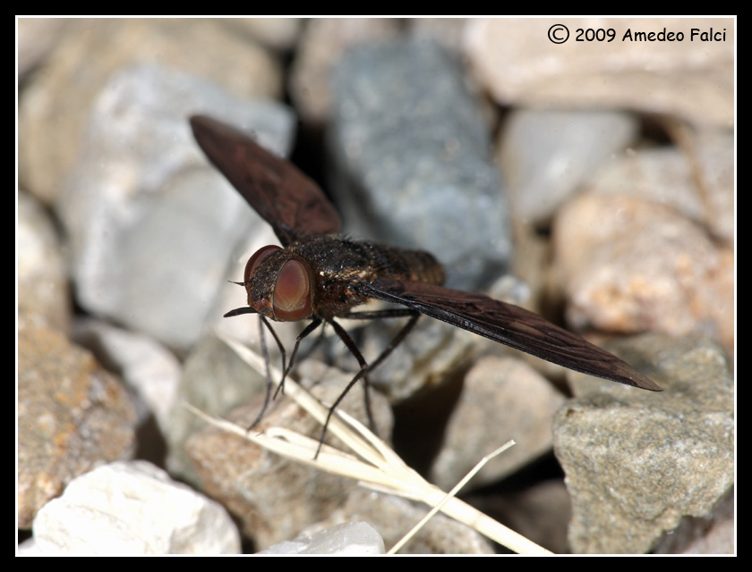 Heteralonia megerlei (Bombyliidae)