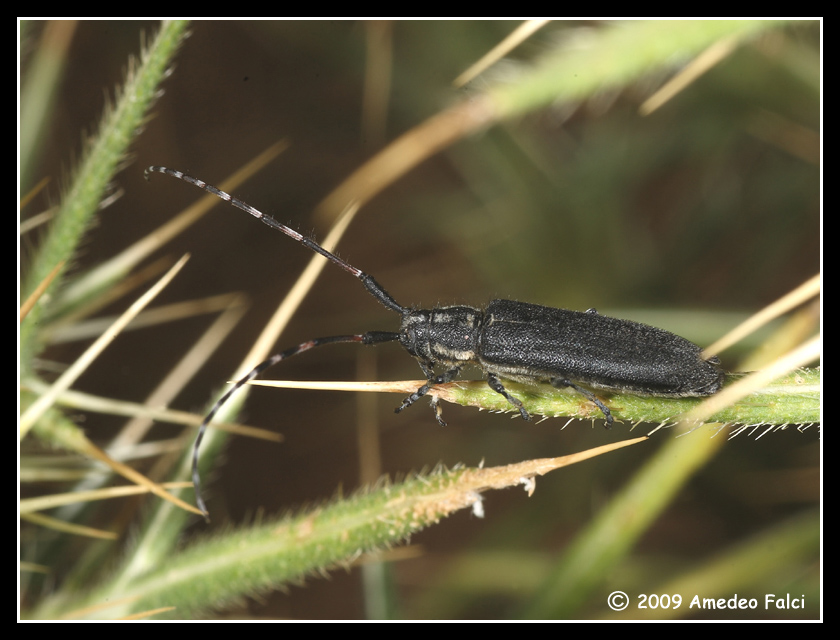 Agapanthia cynarae (Cerambycidae)