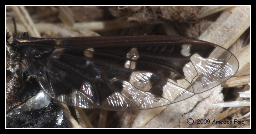 Exosoprosopa jacchus da confermare