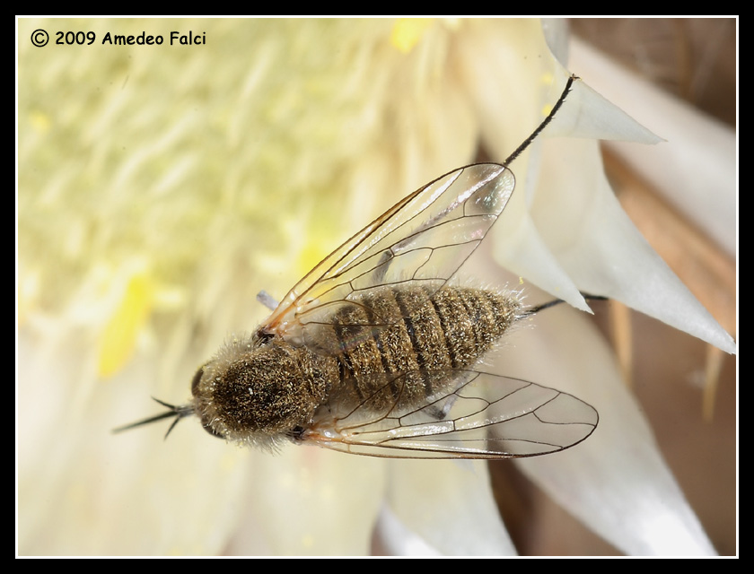 Bombyliidae del genere Geron da ID
