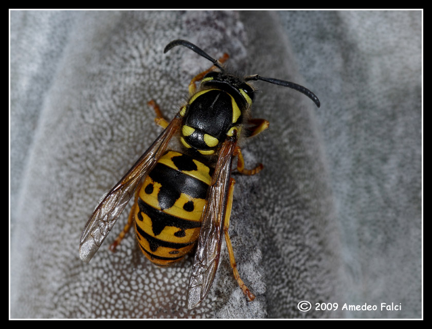 Vespula germanica (Vespidae)