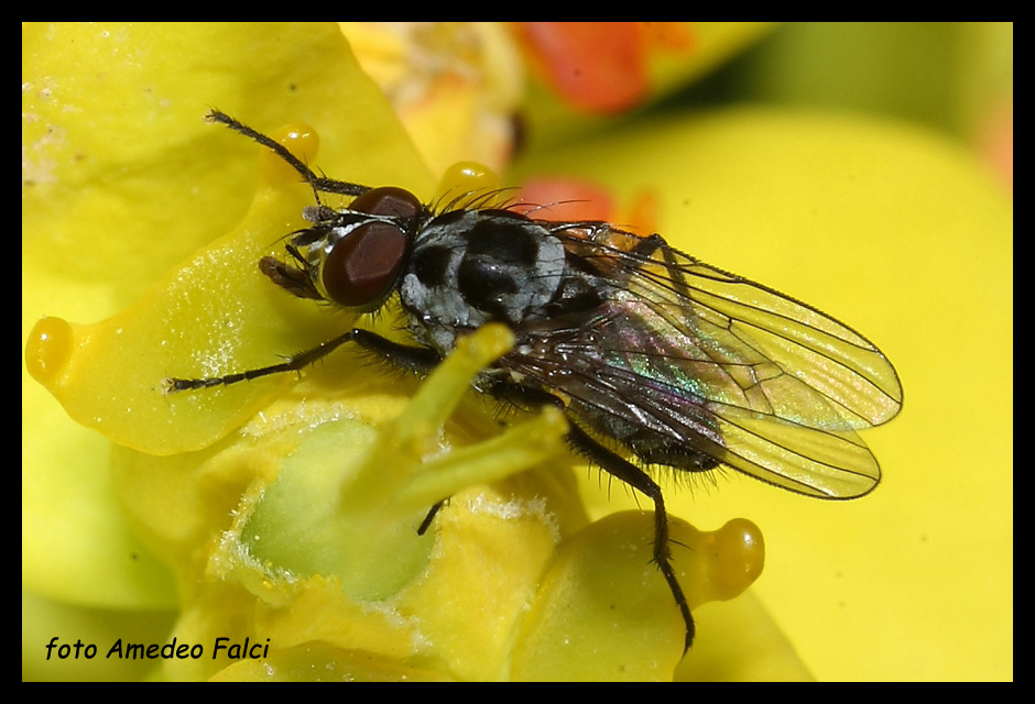 Anthomyia del gruppo pluvialis della Sicilia.
