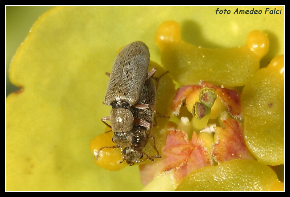 Danacea sp delle Madonie (PA)