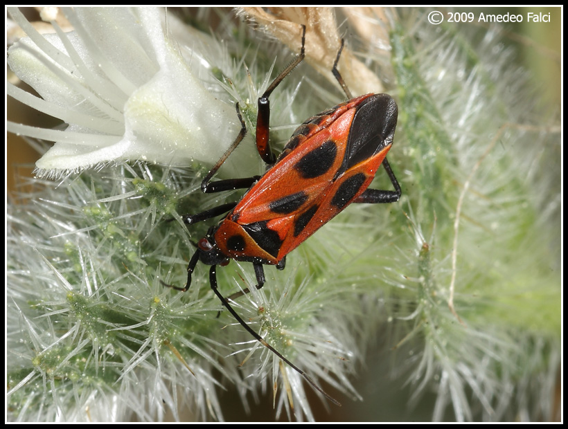 Forme di Calocoris nemoralis del Parco delle Madonie (PA)