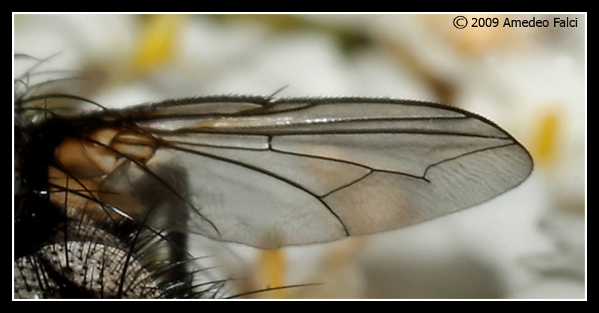 Dalla Sicilia Tachinidae del genere Exorista (?)