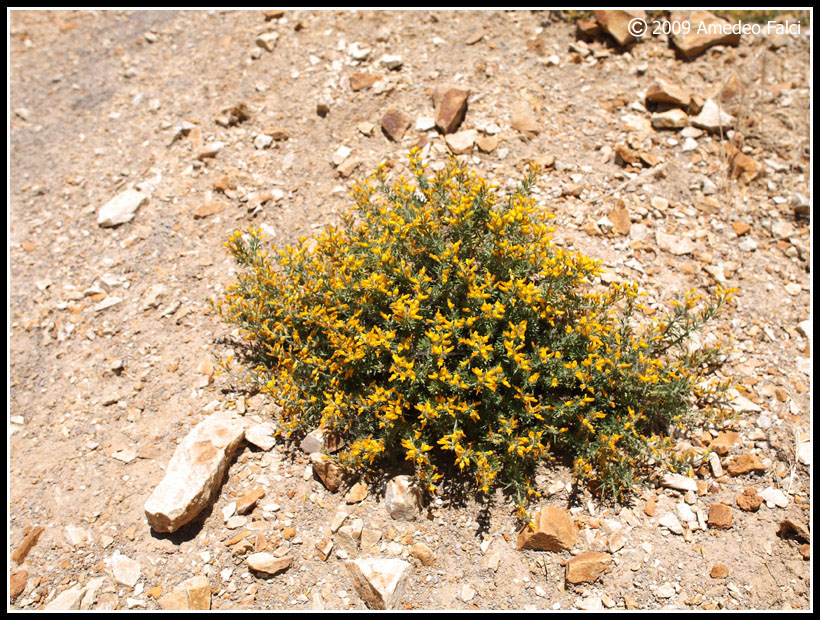 Genista cupanii / Ginestra di Cupani